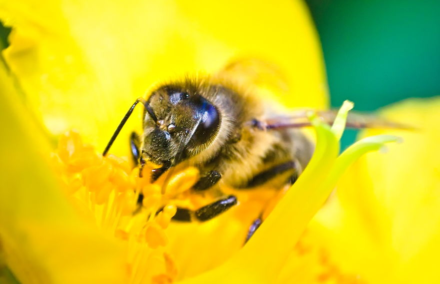 I Use A Reversed Lens To Capture What The Naked Eye Can&#8217;t See, Here Are My 27 Best Nature Shots