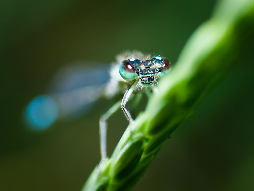 I Use A Reversed Lens To Capture What The Naked Eye Can&#8217;t See, Here Are My 27 Best Nature Shots