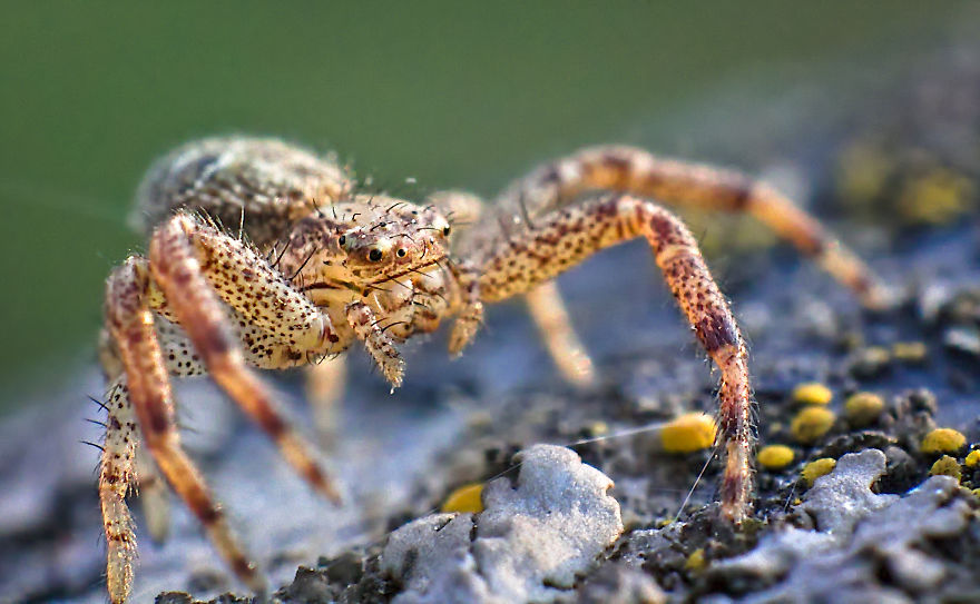 I Use A Reversed Lens To Capture What The Naked Eye Can&#8217;t See, Here Are My 27 Best Nature Shots