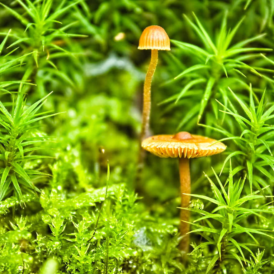 I Use A Reversed Lens To Capture What The Naked Eye Can&#8217;t See, Here Are My 27 Best Nature Shots