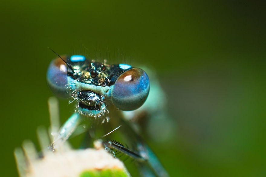 I Use A Reversed Lens To Capture What The Naked Eye Can&#8217;t See, Here Are My 27 Best Nature Shots