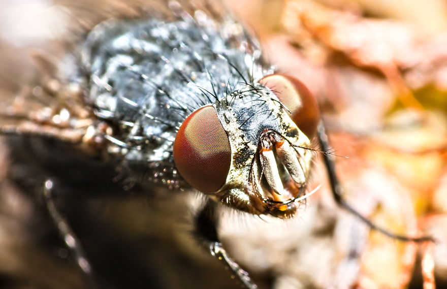 I Use A Reversed Lens To Capture What The Naked Eye Can&#8217;t See, Here Are My 27 Best Nature Shots
