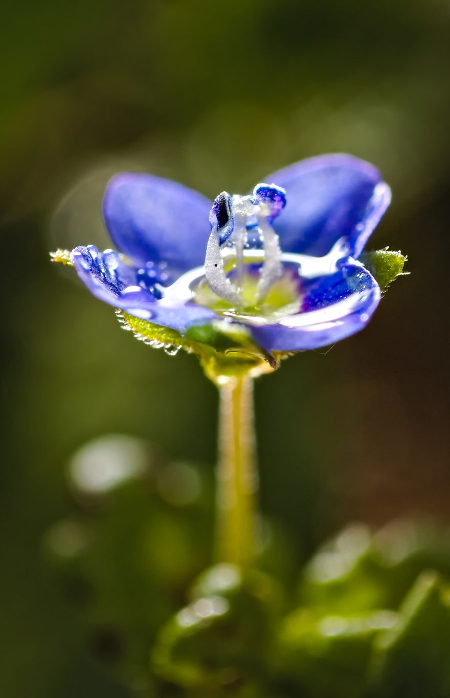 I Use A Reversed Lens To Capture What The Naked Eye Can&#8217;t See, Here Are My 27 Best Nature Shots