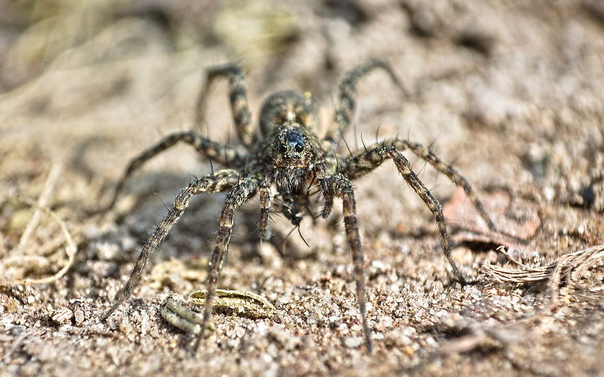 I Use A Reversed Lens To Capture What The Naked Eye Can&#8217;t See, Here Are My 27 Best Nature Shots