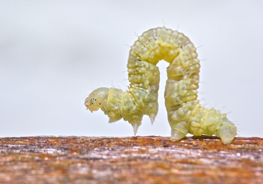 I Use A Reversed Lens To Capture What The Naked Eye Can&#8217;t See, Here Are My 27 Best Nature Shots