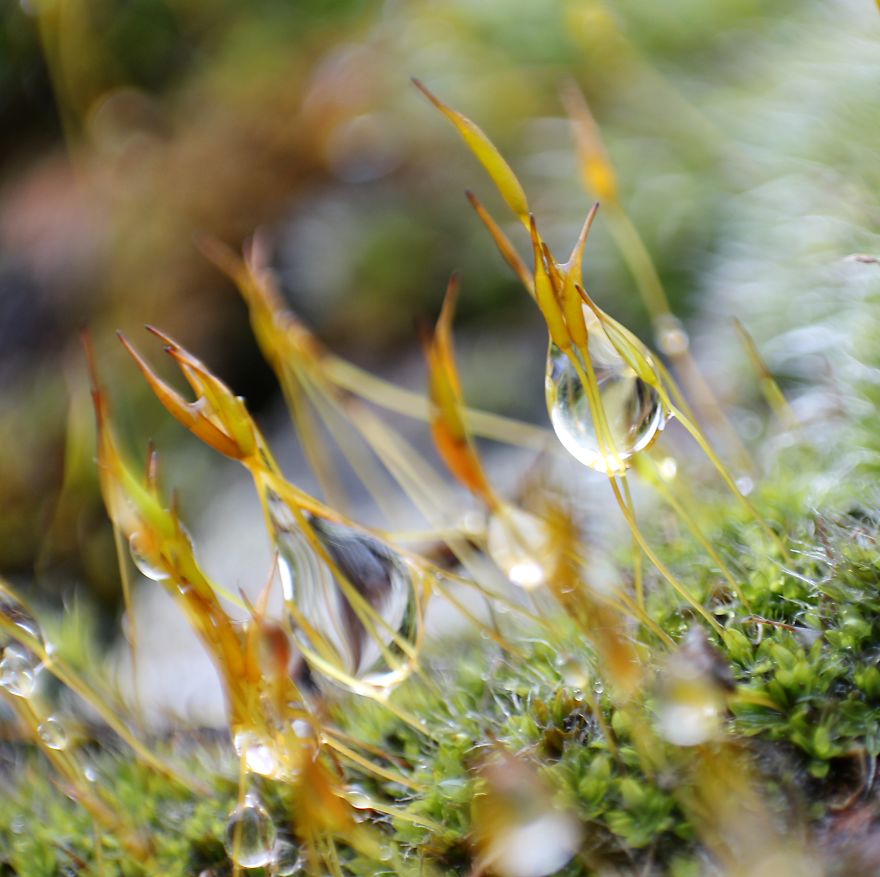 I Use A Reversed Lens To Capture What The Naked Eye Can&#8217;t See, Here Are My 27 Best Nature Shots