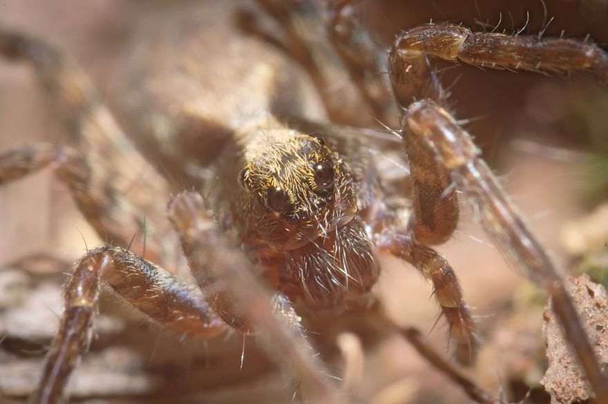 I Use A Reversed Lens To Capture What The Naked Eye Can&#8217;t See, Here Are My 27 Best Nature Shots