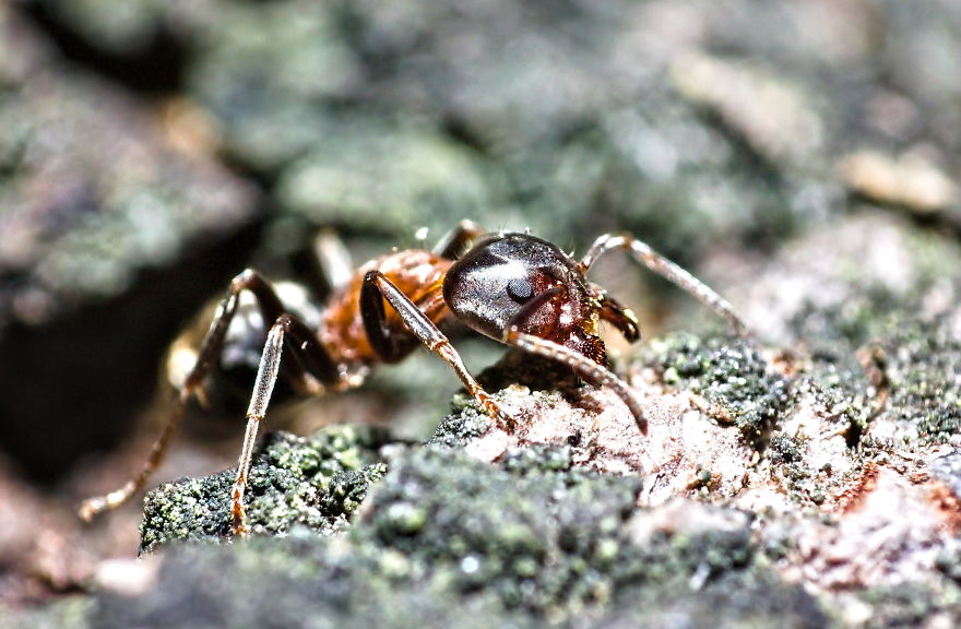 I Use A Reversed Lens To Capture What The Naked Eye Can&#8217;t See, Here Are My 27 Best Nature Shots