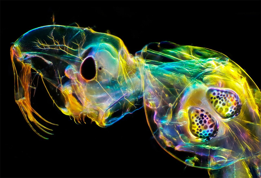 See 30 Winners Of The Close-Up Photography Of The Year 2020 Competition See 30 Winners Of The Close-Up Photography Of The Year 2020 Competition
