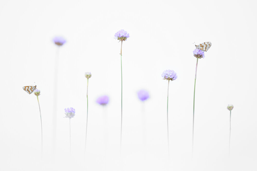 See 30 Winners Of The Close-Up Photography Of The Year 2020 Competition See 30 Winners Of The Close-Up Photography Of The Year 2020 Competition