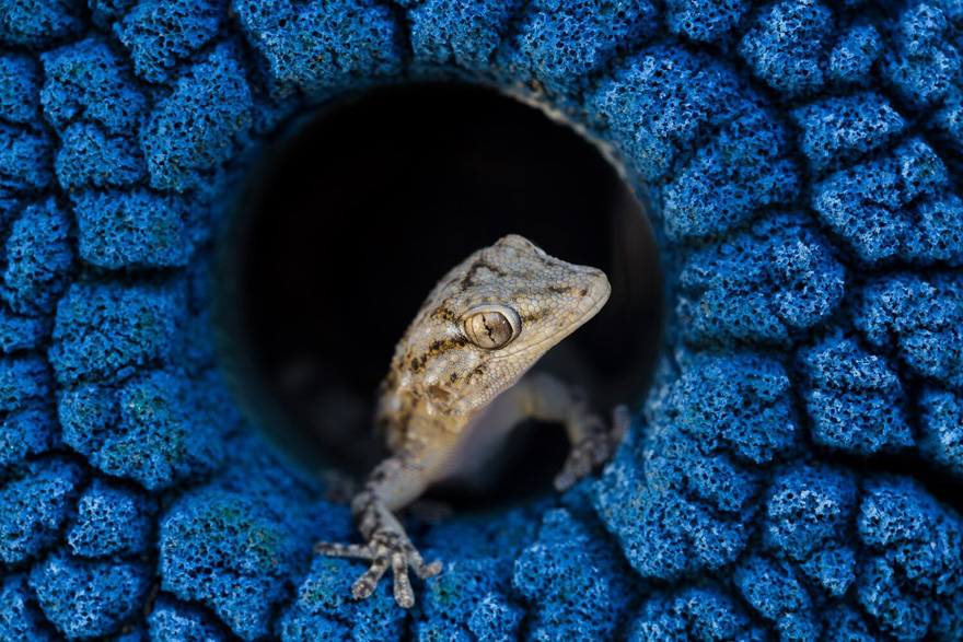 See 30 Winners Of The Close-Up Photography Of The Year 2020 Competition See 30 Winners Of The Close-Up Photography Of The Year 2020 Competition