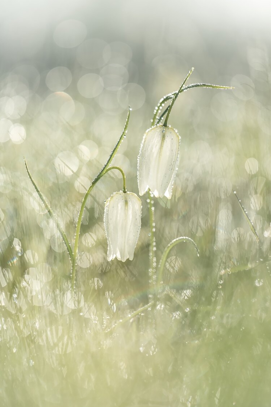 See 30 Winners Of The Close-Up Photography Of The Year 2020 Competition See 30 Winners Of The Close-Up Photography Of The Year 2020 Competition
