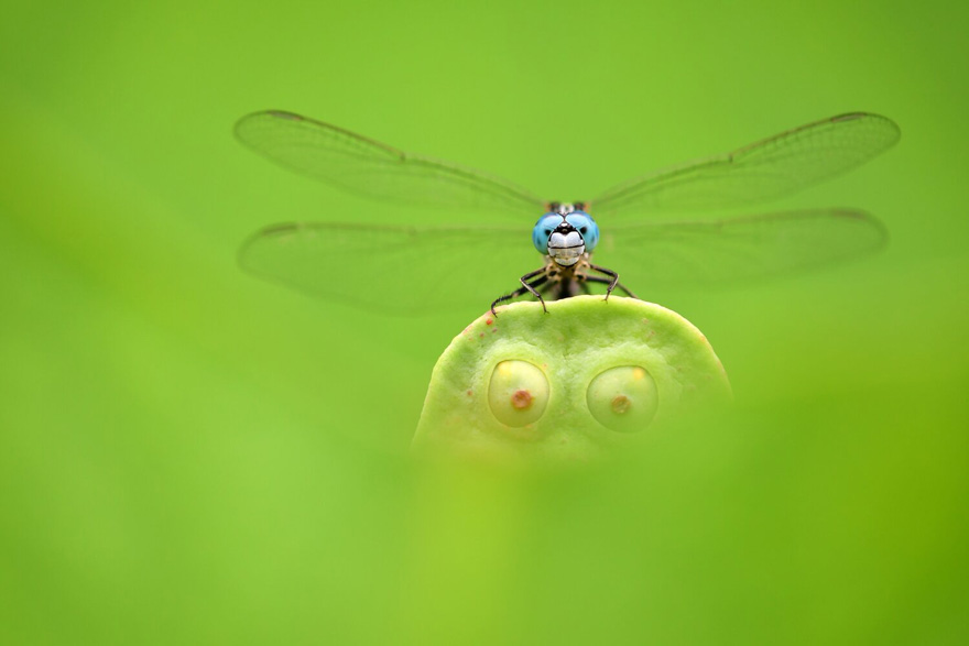 See 30 Winners Of The Close-Up Photography Of The Year 2020 Competition See 30 Winners Of The Close-Up Photography Of The Year 2020 Competition