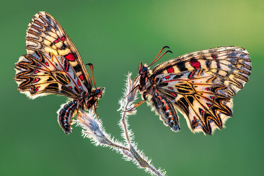 See 30 Winners Of The Close-Up Photography Of The Year 2020 Competition See 30 Winners Of The Close-Up Photography Of The Year 2020 Competition
