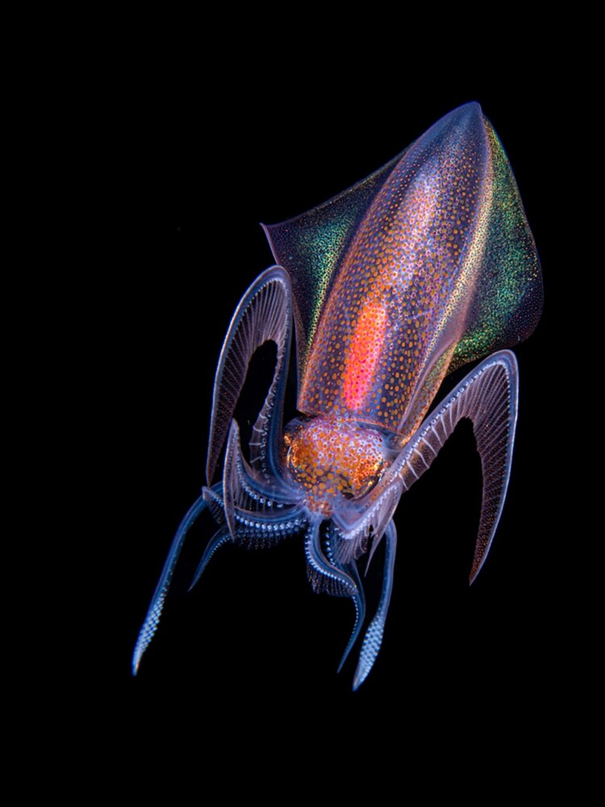 See 30 Winners Of The Close-Up Photography Of The Year 2020 Competition See 30 Winners Of The Close-Up Photography Of The Year 2020 Competition