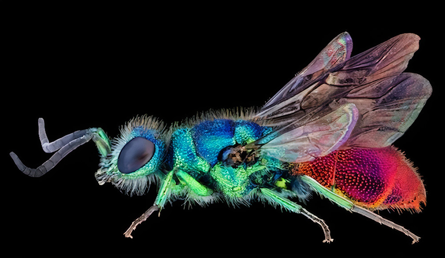 See 30 Winners Of The Close-Up Photography Of The Year 2020 Competition See 30 Winners Of The Close-Up Photography Of The Year 2020 Competition