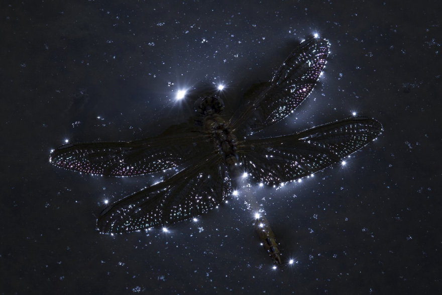 See 30 Winners Of The Close-Up Photography Of The Year 2020 Competition See 30 Winners Of The Close-Up Photography Of The Year 2020 Competition