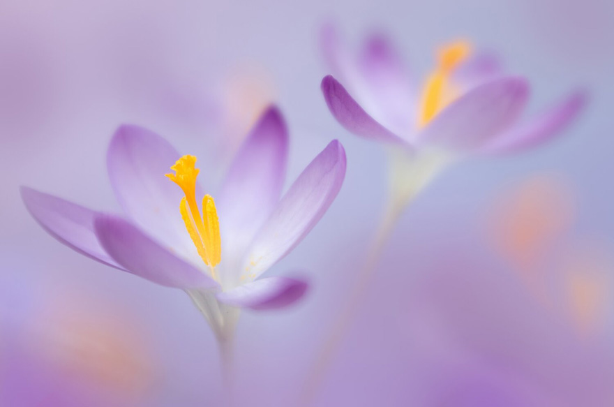 See 30 Winners Of The Close-Up Photography Of The Year 2020 Competition See 30 Winners Of The Close-Up Photography Of The Year 2020 Competition