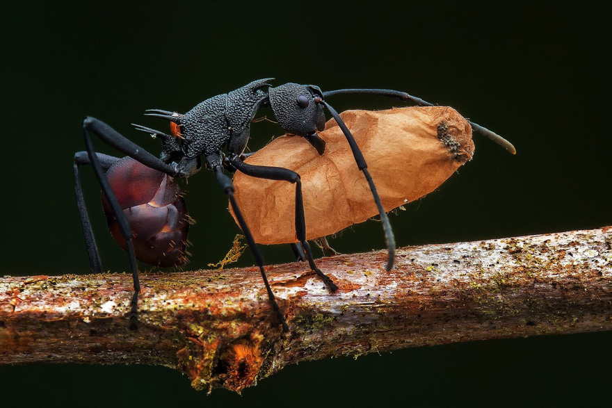 See 30 Winners Of The Close-Up Photography Of The Year 2020 Competition See 30 Winners Of The Close-Up Photography Of The Year 2020 Competition