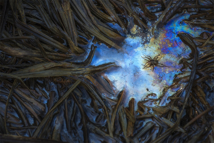 See 30 Winners Of The Close-Up Photography Of The Year 2020 Competition See 30 Winners Of The Close-Up Photography Of The Year 2020 Competition