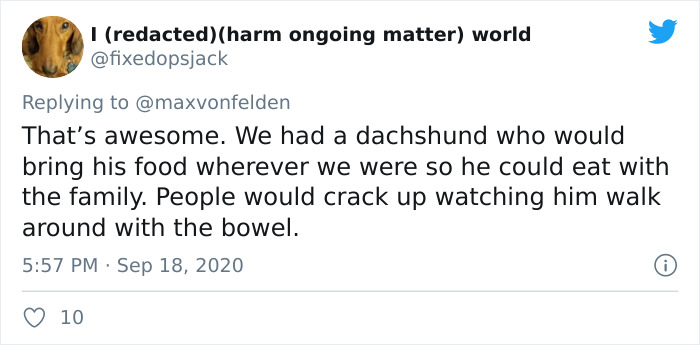 Viral TikTok Captures A Dog Calmly Carrying His Bowl Full Of Kibble To Eat It On The Couch, And People Relate To Him On A Spiritual Level Viral TikTok Captures A Dog Calmly Carrying His Bowl Full Of Kibble To Eat It On The Couch, And People Relate To Him On A Spiritual Level