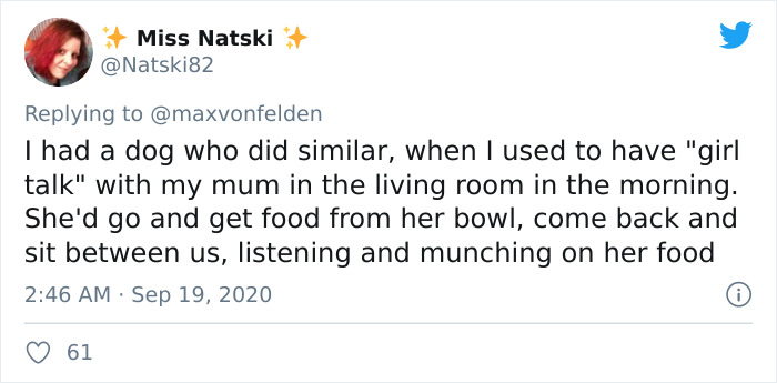 Viral TikTok Captures A Dog Calmly Carrying His Bowl Full Of Kibble To Eat It On The Couch, And People Relate To Him On A Spiritual Level Viral TikTok Captures A Dog Calmly Carrying His Bowl Full Of Kibble To Eat It On The Couch, And People Relate To Him On A Spiritual Level