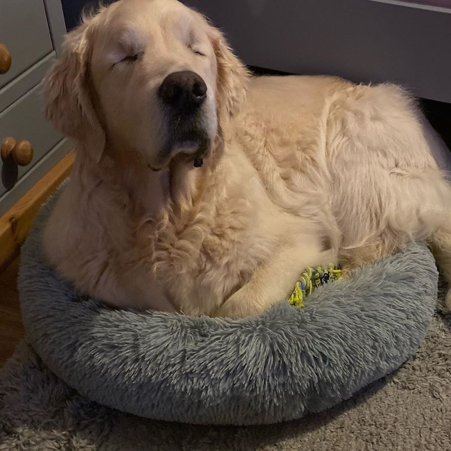 Little Golden Retriever Puppy Becomes A Guide For A Blind Dog (28 Pics) Little Golden Retriever Puppy Becomes A Guide For A Blind Dog (28 Pics)
