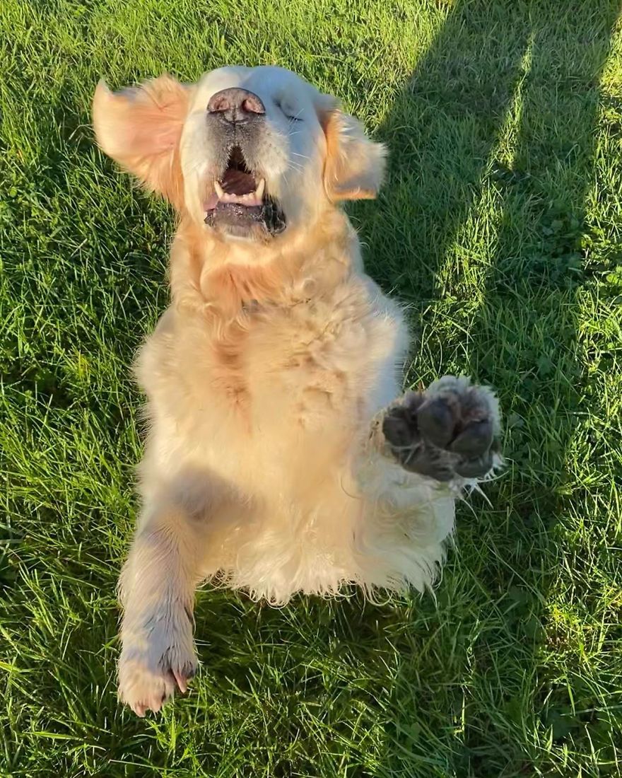 Little Golden Retriever Puppy Becomes A Guide For A Blind Dog (28 Pics) Little Golden Retriever Puppy Becomes A Guide For A Blind Dog (28 Pics)