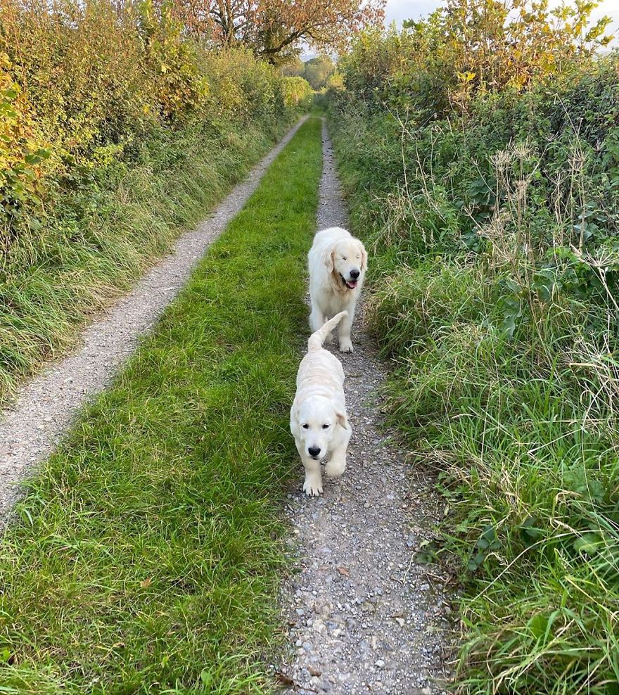 Little Golden Retriever Puppy Becomes A Guide For A Blind Dog (28 Pics) Little Golden Retriever Puppy Becomes A Guide For A Blind Dog (28 Pics)