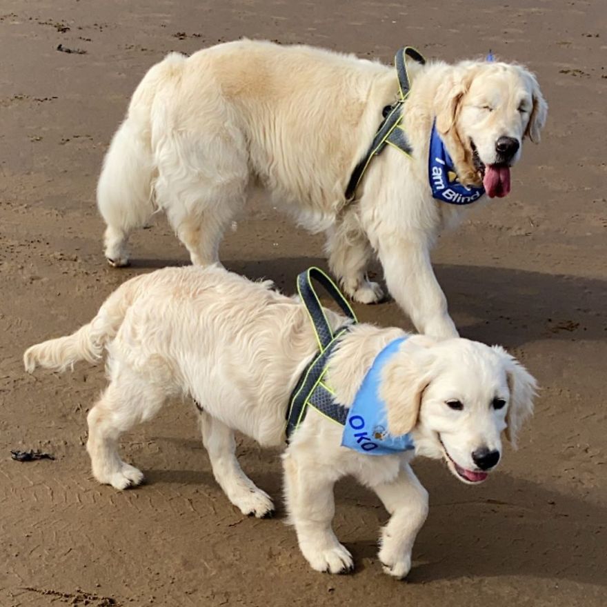 Little Golden Retriever Puppy Becomes A Guide For A Blind Dog (28 Pics) Little Golden Retriever Puppy Becomes A Guide For A Blind Dog (28 Pics)