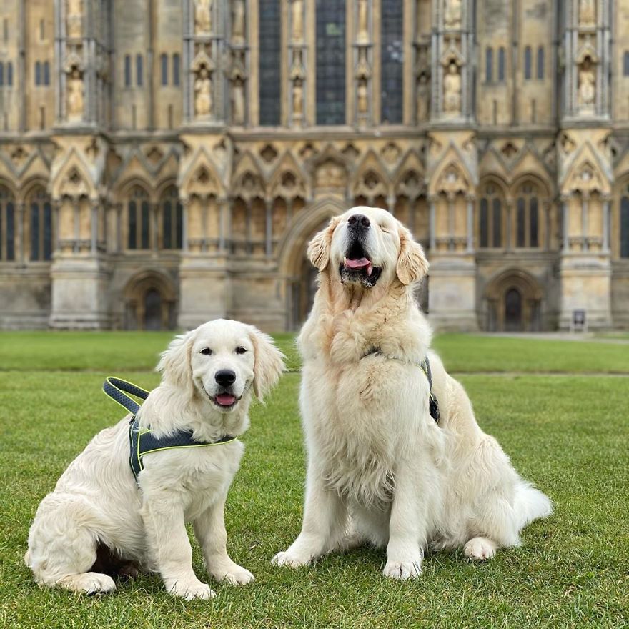 Little Golden Retriever Puppy Becomes A Guide For A Blind Dog (28 Pics) Little Golden Retriever Puppy Becomes A Guide For A Blind Dog (28 Pics)