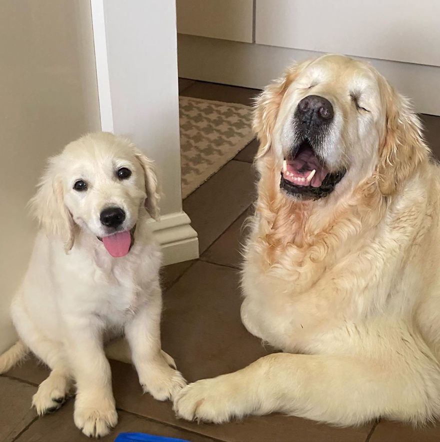 Little Golden Retriever Puppy Becomes A Guide For A Blind Dog (28 Pics) Little Golden Retriever Puppy Becomes A Guide For A Blind Dog (28 Pics)