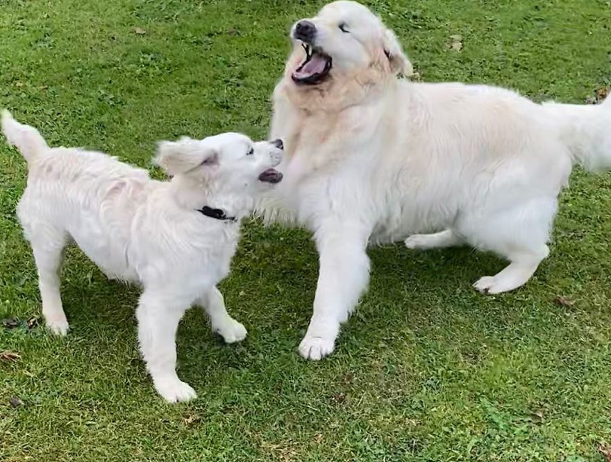 Little Golden Retriever Puppy Becomes A Guide For A Blind Dog (28 Pics) Little Golden Retriever Puppy Becomes A Guide For A Blind Dog (28 Pics)