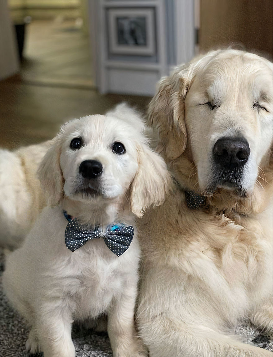 Little Golden Retriever Puppy Becomes A Guide For A Blind Dog (28 Pics) Little Golden Retriever Puppy Becomes A Guide For A Blind Dog (28 Pics)