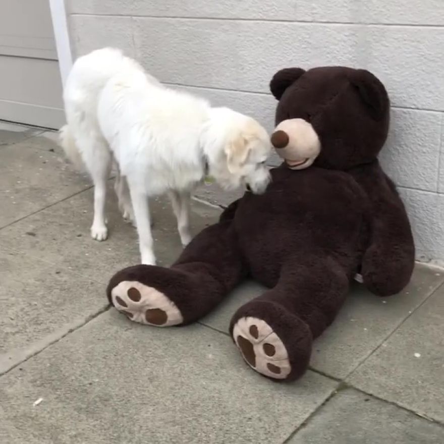 Gentle 2 Y.O. Dog Loves The Gophers In Her Local Park, Tries To Say Hello To Them On Her Daily Walks Gentle 2 Y.O. Dog Loves The Gophers In Her Local Park, Tries To Say Hello To Them On Her Daily Walks