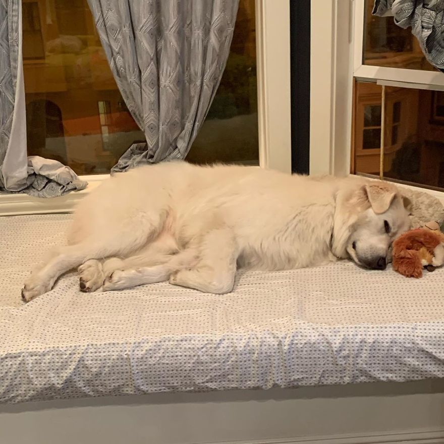 Gentle 2 Y.O. Dog Loves The Gophers In Her Local Park, Tries To Say Hello To Them On Her Daily Walks Gentle 2 Y.O. Dog Loves The Gophers In Her Local Park, Tries To Say Hello To Them On Her Daily Walks