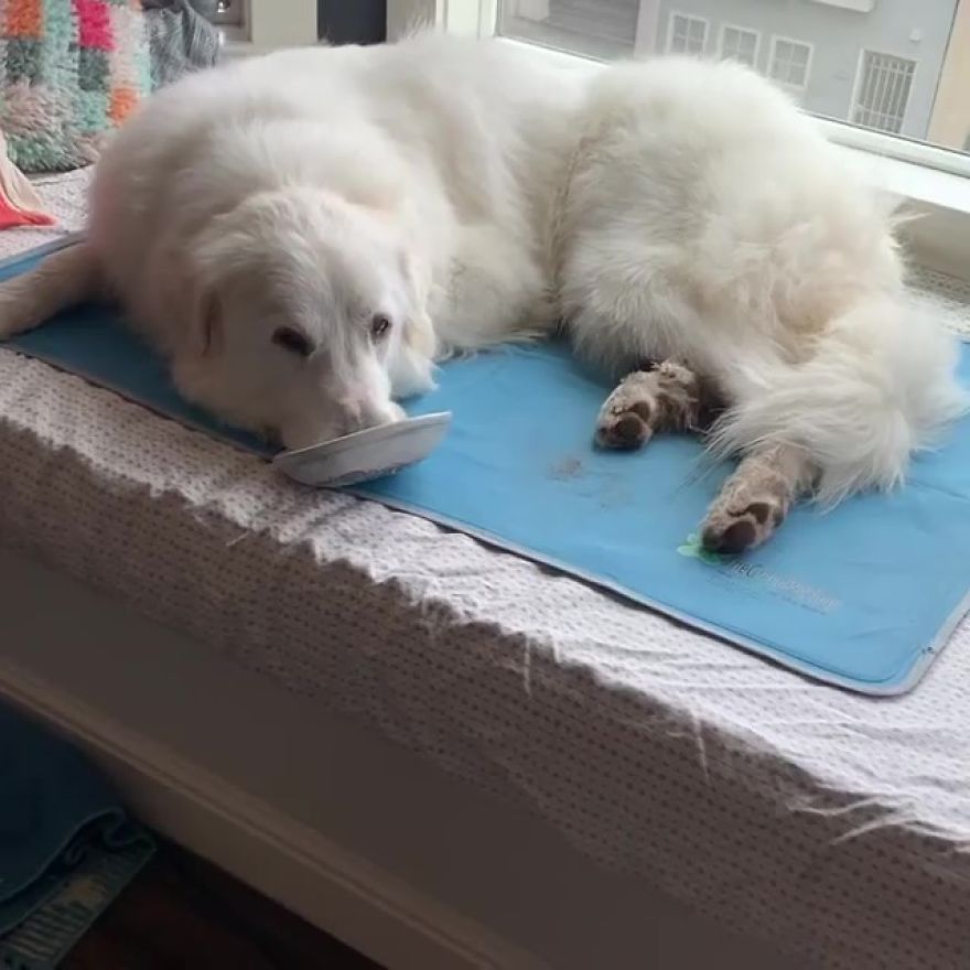 Gentle 2 Y.O. Dog Loves The Gophers In Her Local Park, Tries To Say Hello To Them On Her Daily Walks Gentle 2 Y.O. Dog Loves The Gophers In Her Local Park, Tries To Say Hello To Them On Her Daily Walks