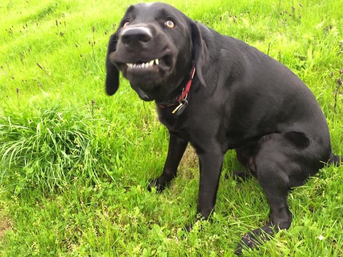 People Are Sharing The Most Unflattering Pics Of Their Dogs And It’s Hilarious (30 Pics) People Are Sharing The Most Unflattering Pics Of Their Dogs And It’s Hilarious (30 Pics)