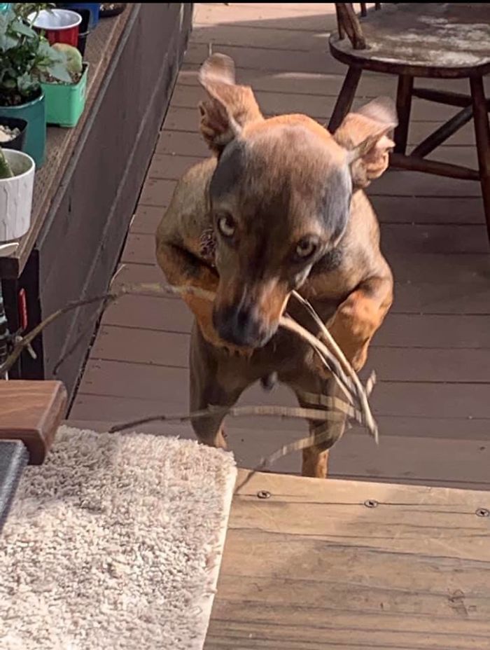 People Are Sharing The Most Unflattering Pics Of Their Dogs And It’s Hilarious (30 Pics) People Are Sharing The Most Unflattering Pics Of Their Dogs And It’s Hilarious (30 Pics)