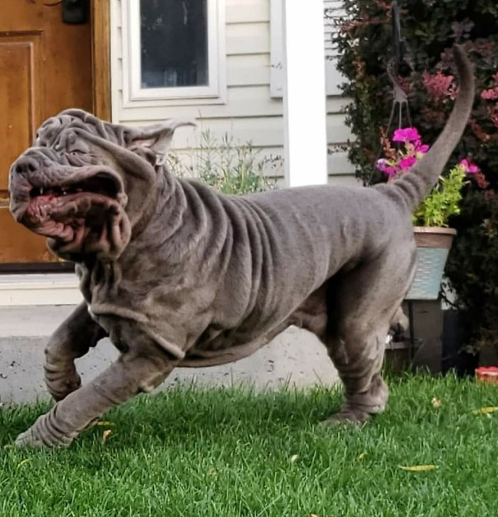 People Are Sharing The Most Unflattering Pics Of Their Dogs And It’s Hilarious (30 Pics) People Are Sharing The Most Unflattering Pics Of Their Dogs And It’s Hilarious (30 Pics)