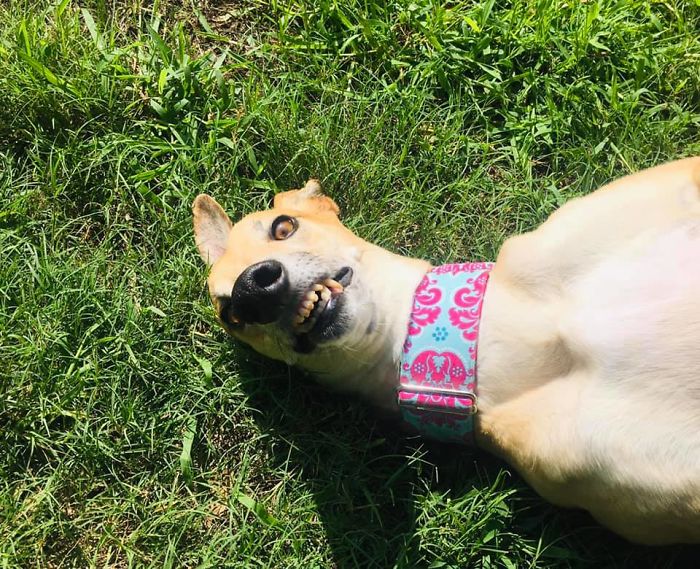 People Are Sharing The Most Unflattering Pics Of Their Dogs And It’s Hilarious (30 Pics) People Are Sharing The Most Unflattering Pics Of Their Dogs And It’s Hilarious (30 Pics)