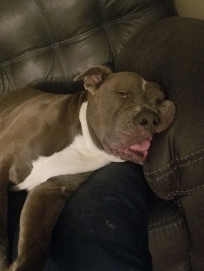 People Are Sharing The Most Unflattering Pics Of Their Dogs And It’s Hilarious (30 Pics) People Are Sharing The Most Unflattering Pics Of Their Dogs And It’s Hilarious (30 Pics)