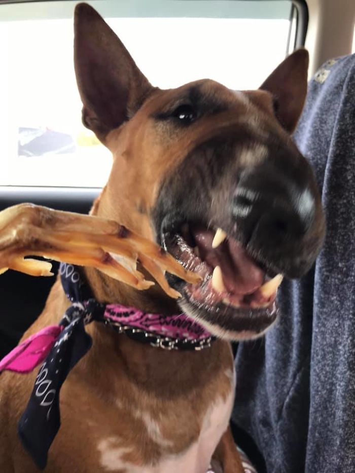 People Are Sharing The Most Unflattering Pics Of Their Dogs And It’s Hilarious (30 Pics) People Are Sharing The Most Unflattering Pics Of Their Dogs And It’s Hilarious (30 Pics)