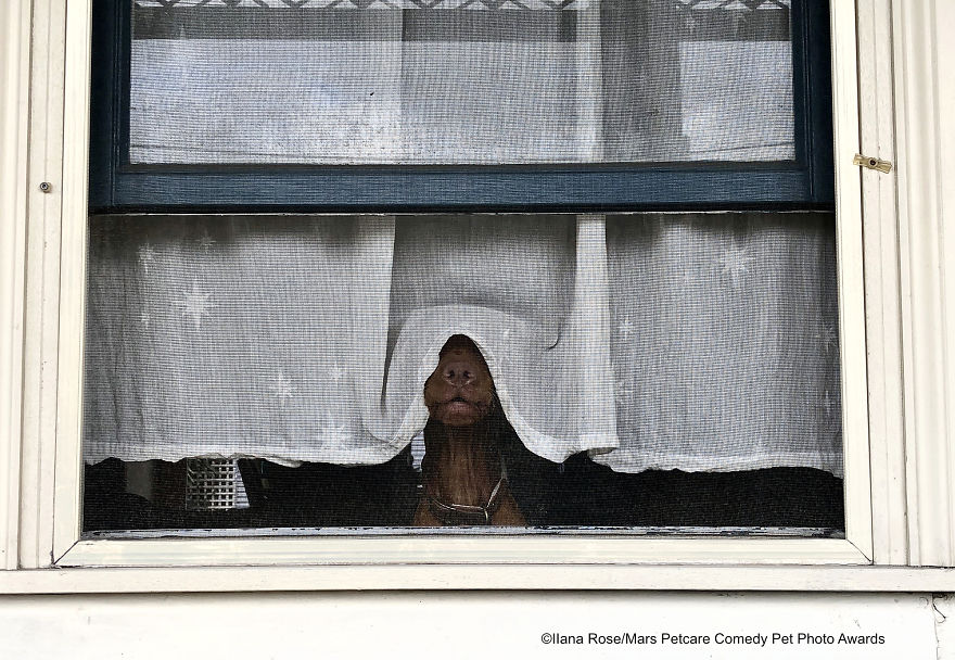 30 Hilarious Finalists Of The Mars Petcare Comedy Pet Photo Awards 2020 30 Hilarious Finalists Of The Mars Petcare Comedy Pet Photo Awards 2020