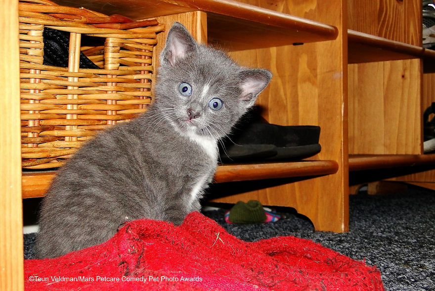 30 Hilarious Finalists Of The Mars Petcare Comedy Pet Photo Awards 2020 30 Hilarious Finalists Of The Mars Petcare Comedy Pet Photo Awards 2020