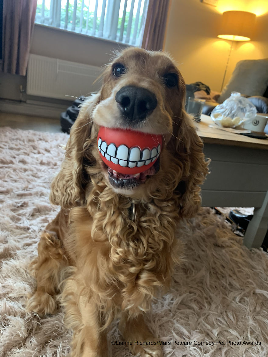 30 Hilarious Finalists Of The Mars Petcare Comedy Pet Photo Awards 2020 30 Hilarious Finalists Of The Mars Petcare Comedy Pet Photo Awards 2020