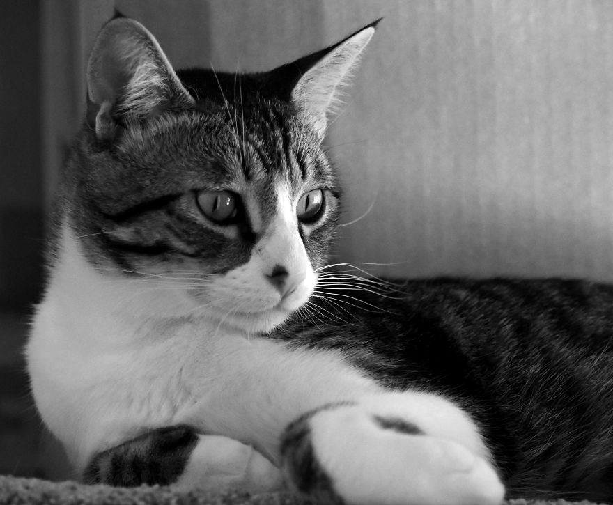 I Adopted A Cat In February, And He’s Been Posing For Photos Throughout The Pandemic I Adopted A Cat In February, And He’s Been Posing For Photos Throughout The Pandemic