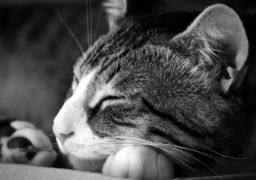 I Adopted A Cat In February, And He’s Been Posing For Photos Throughout The Pandemic I Adopted A Cat In February, And He’s Been Posing For Photos Throughout The Pandemic