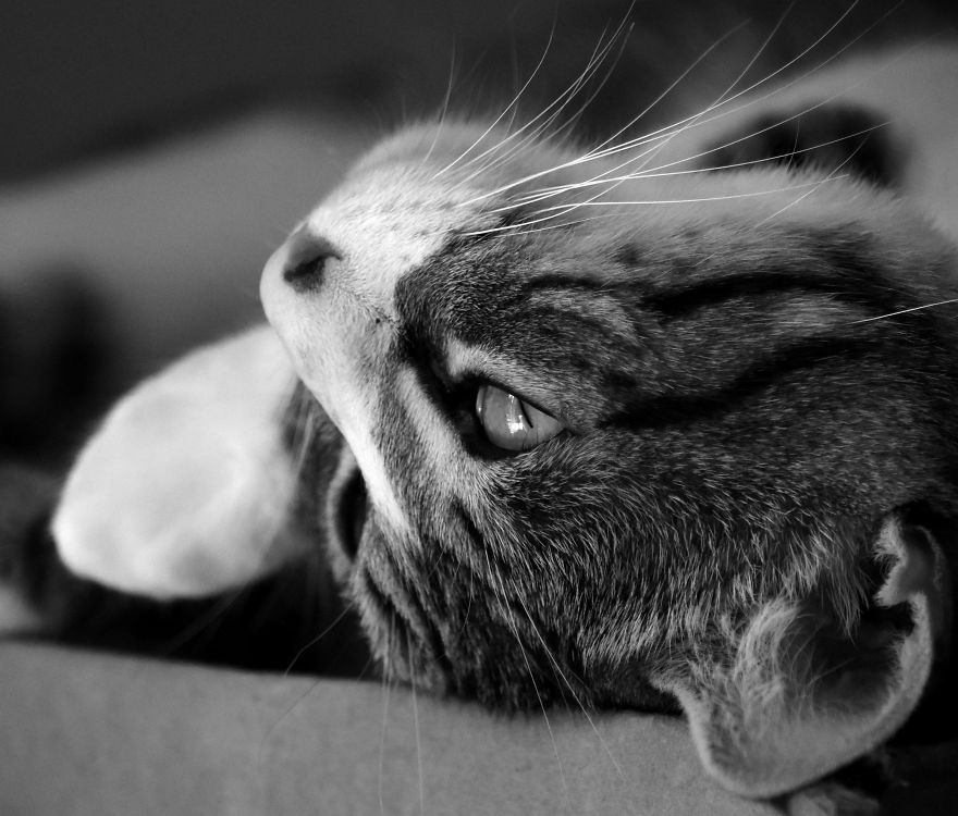 I Adopted A Cat In February, And He’s Been Posing For Photos Throughout The Pandemic I Adopted A Cat In February, And He’s Been Posing For Photos Throughout The Pandemic