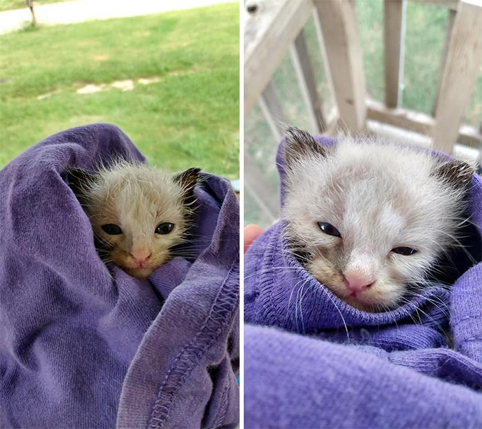 ‘Catspotting’ Is A Facebook Group Where People Share The Best, Unexpected Encounters With Cats (40 Pics) ‘Catspotting’ Is A Facebook Group Where People Share The Best, Unexpected Encounters With Cats (40 Pics)